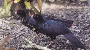 Extinto na natureza, Mutum-de-Alagoas poderá ser visto de perto pelos visitantes | Agência Alagoas