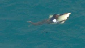 Foto: Reprodução/AMSA