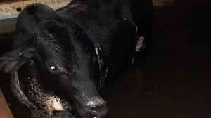 Foto: Reprodução/CBM