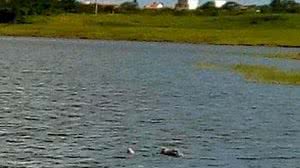 Corpo foi encontrado em açude no interior de AL | Reprodução / Já é Notícia