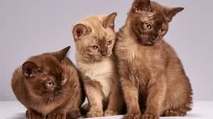 Imagem meramente ilustrativa | Pixabay