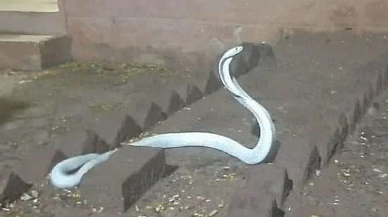Cobra albina é vista em área residencial em Coimbatore, na Índia | Reprodução / Wildlife & Nature Conservation Trust