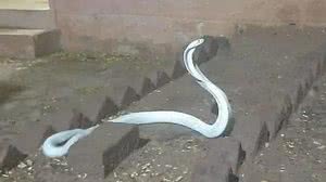 Cobra albina é vista em área residencial em Coimbatore, na Índia | Reprodução / Wildlife & Nature Conservation Trust