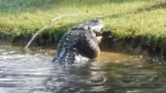 Reprodução / Twitter