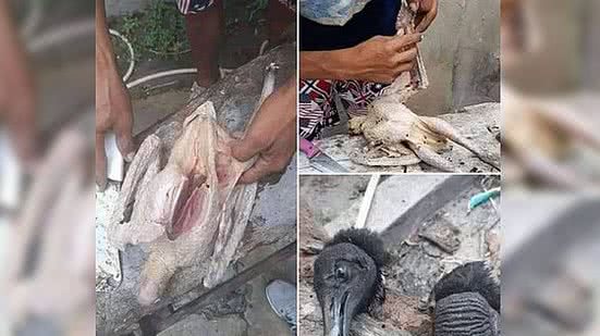 Imagem Carne de urubu é vendida como galinha caipira em feira de Manaus