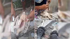 Imagem Carne de urubu é vendida como galinha caipira em feira de Manaus