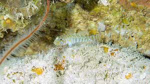 Luiz Rocha/Fundação Grupo O Boticário