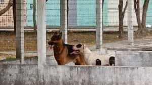 Reprodução/Aqui Acontece