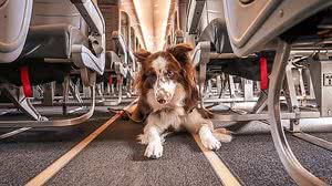 Imagem meramente ilustrativa de um cão da raça Border Collie | Reprodução