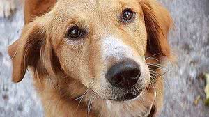 Doençca atinge cães e humanos | Reprodução