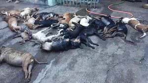 Imagem Trancados numa fiorino, 25 cães morrem por falta de ar no Paraná