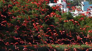 Imagem Após 200 anos, pássaros que parecem flamingos voltam a colorir céu de Florianópolis