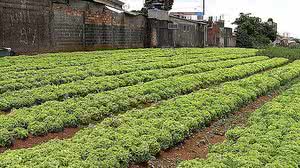 Divulgação/TV Brasil