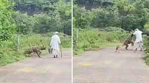 Imagem Idoso é atacado por hiena ao caminhar por estrada na Índia; assista