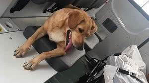 Divulgação / CBM DF