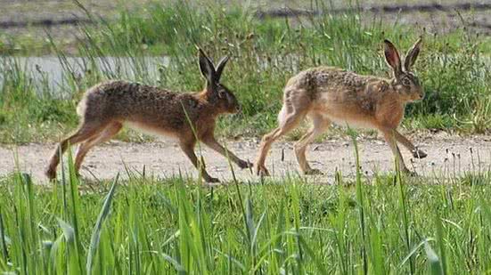 Foto: Ina Siebert/Canal Rural