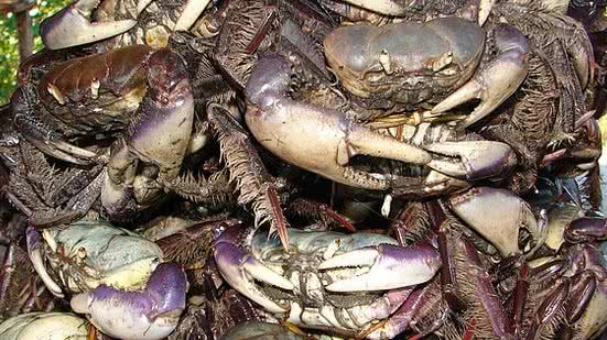 Além de Alagoas, proibição também é aplicada aos estados do Amapá, Pará, Maranhão, Piauí, Ceará, Rio Grande do Norte, Paraíba, Pernambuco, Sergipe e Bahia | Foto: Fernando Sinimbu / Ascom IMA