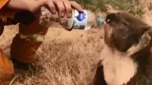 Reprodução / ABC News