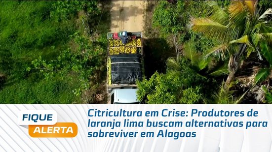 Citricultura em Crise: Produtores de laranja lima buscam alternativas para sobreviver em Alagoas
