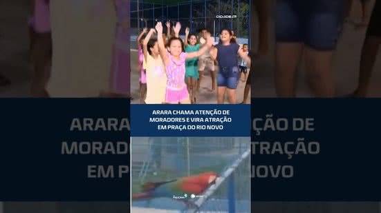 #CidadeAL | SURPREENDENTE: arara encanta moradores e permanece em praça há quatro meses