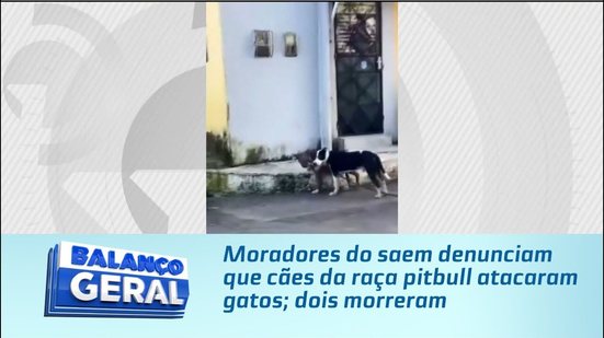 Moradores do saem denunciam que cães da raça pitbull atacaram gatos; dois morreram