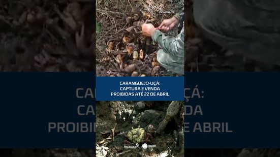 Caranguejo-uçá: defeso começou dia 18 e proíbe captura e venda até abril #CidadeAL