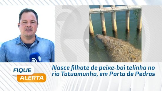 Nasce filhote de peixe-boi telinha no rio Tatuamunha, em Porto de Pedras