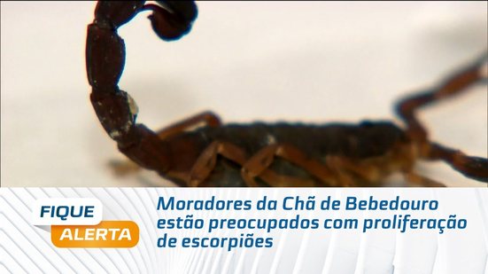 Moradores da Chã de Bebedouro estão preocupados com proliferação de escorpiões