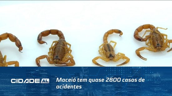 Maceió tem quase 2800 casos de acidentes; sem tratamento, picada pode matar