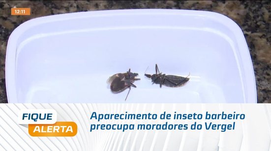 Aparecimento de inseto barbeiro preocupa moradores do Vergel
