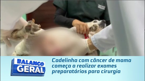Cadelinha com câncer de mama começa a realizar exames preparatórios para cirurgia
