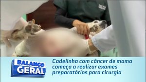 Cadelinha com câncer de mama começa a realizar exames preparatórios para cirurgia