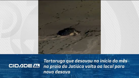 Tartaruga que desovou no início do mês na praia da Jatiúca volta ao local para nova desova