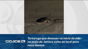 Tartaruga que desovou no início do mês na praia da Jatiúca volta ao local para nova desova