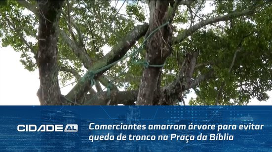 Comerciantes amarram árvore para evitar queda de tronco na Praça da Bíblia