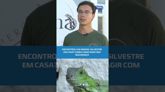 Cobras e outros animais: como agir ao encontrar um silvestre em casa #BalançoGeralAL