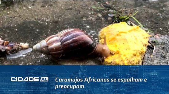 Caramujos Africanos se espalham e preocupam; veja como combater esses animais