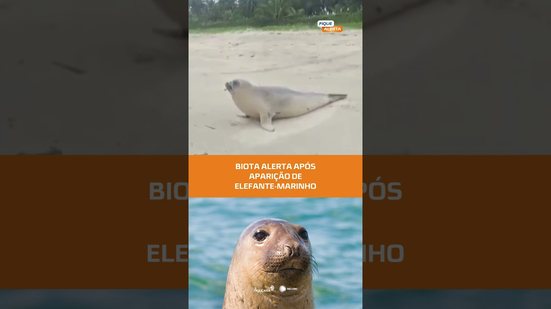 Visita inesperada: elefante-marinho surge no litoral e biota faz alerta #FiqueAlerta