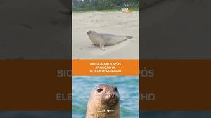 Visita inesperada: elefante-marinho surge no litoral e biota faz alerta #FiqueAlerta