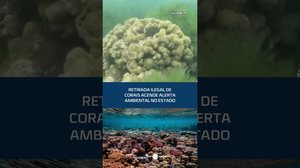Por que retirar corais é crime? Entenda após apreensão no estado #CidadeAL