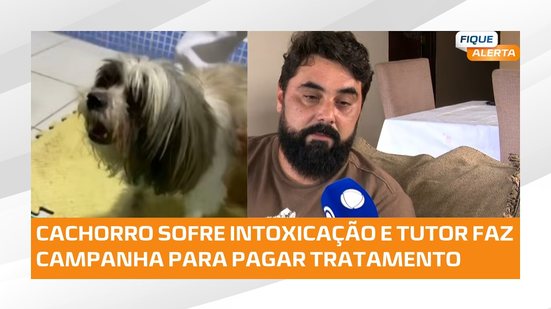 🐶 Tutor faz campanha para custear tratamento de cachorro vítima de intoxicação