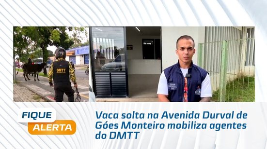 Vaca solta na Avenida Durval de Góes Monteiro mobiliza agentes do DMTT