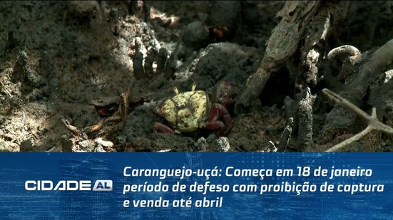 Caranguejo-uçá: Começa em 18 de janeiro período de defeso com proibição de captura e venda até abril