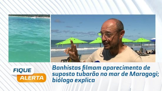 Banhistas filmam aparecimento de suposto tubarão no mar de Maragogi; biólogo explica