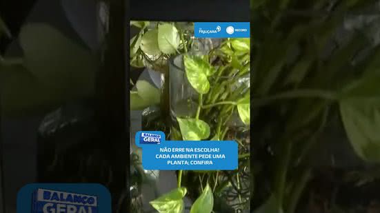 🌿Planta certa no lugar certo: veja quais espécies combinam com cada ambiente da casa #BalançoGeralAL