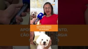 Cão atropelado precisa de ajuda cirúrgica urgente #FiqueAlerta