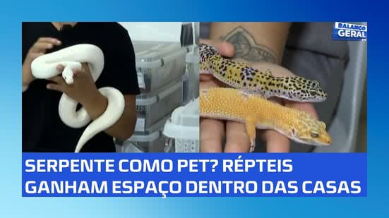 🐍 Teria um em casa? Serpentes e lagartos ganham espaço como animais de estimação