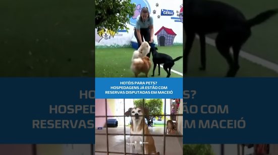 FIM DE ANO PET: hospedagens ficam cheias e donos garantem vaga com antecedência #BalançoGeralAL