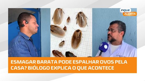 Esmagar barata pode espalhar os ovos do inseto e aumentar a infestação? Biólogo explica