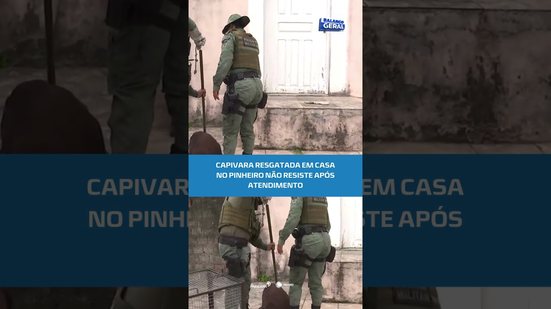 Capivara encontrada em área urbana no Pinheiro morre após resgate #BalançoGeralAL